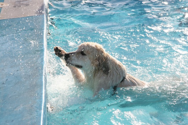 Carson outdoor pool goes to the dogs