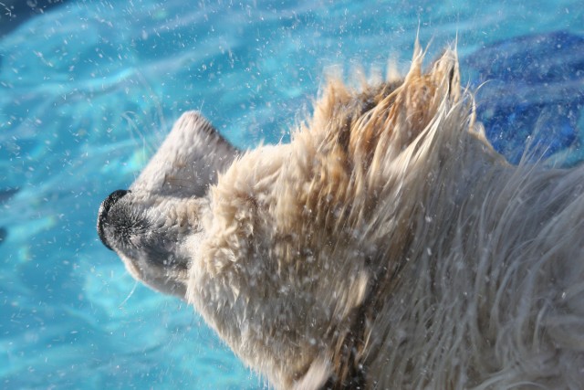 Carson outdoor pool goes to the dogs