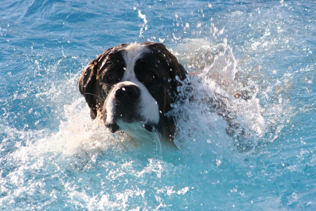 Carson outdoor pool goes to the dogs