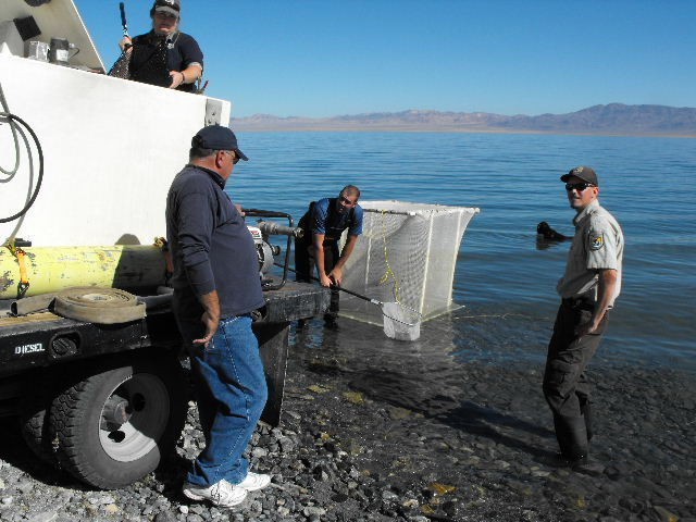 Tui Chub Makes Splash at Hawthorne Army Depot