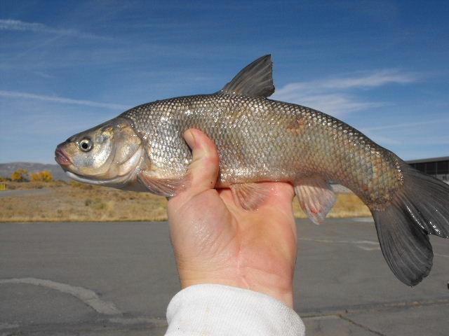 Tui Chub Makes Splash at Hawthorne Army Depot