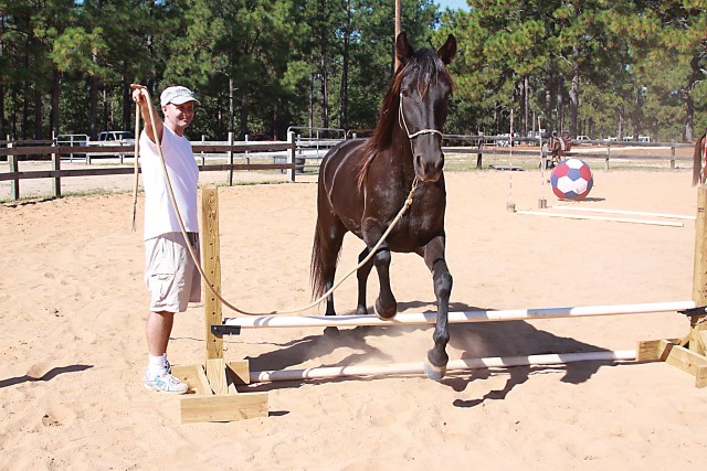 Communicating Equine