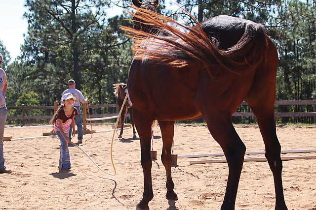Communicating Equine