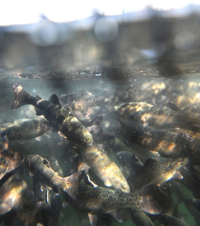 Trout