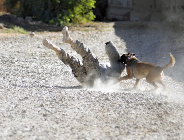 CONTINGENCY OPERATING SITE MAREZ, Iraq - Staff Sgt. Titan, a military police dog assigned to the 4th Advise and Assist Brigade, 1st Cavalry Division, takes down a demonstrator wearing a 'bite-proof' suit in a training exercise Oct. 22 near Mosul,...
