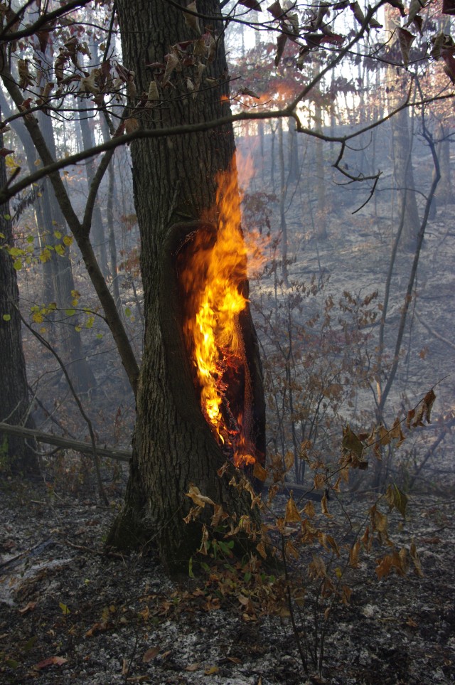 Tree fire