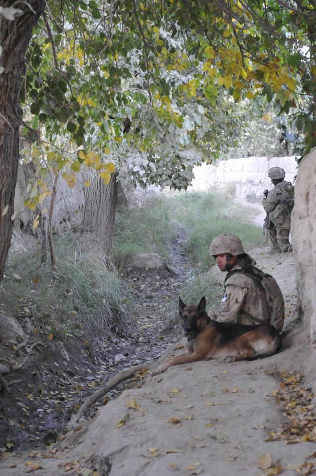 American K-9 Detection Services in Afghanistan 2