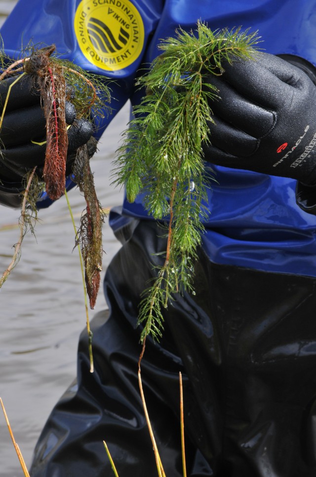 Eradicating milfoil at Martis Creek Lake