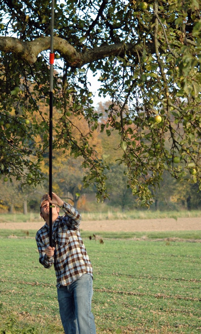 Apple harvest: Sharing an age-old tradition in a German orchard and at a U.S. school