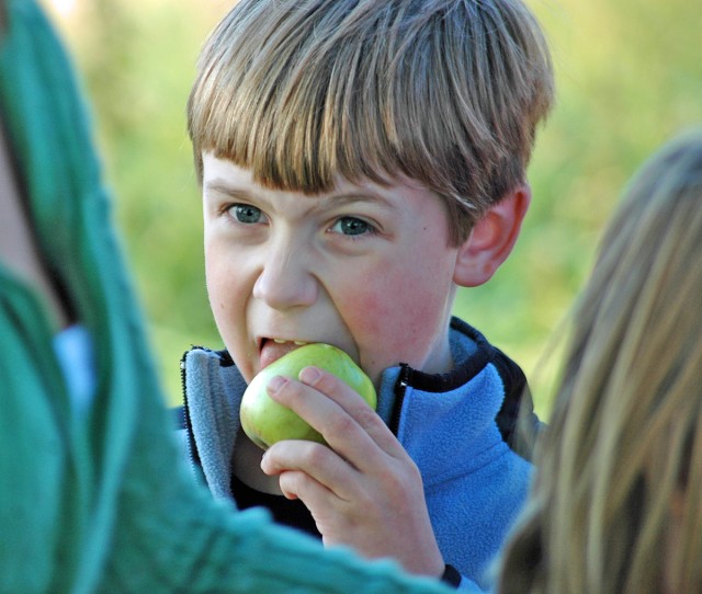 Apple harvest: Sharing an age-old tradition in a German orchard and at a U.S. school
