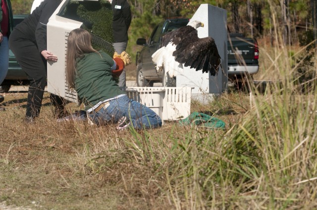 Rehabilitated bird released into wild at Fort Bragg