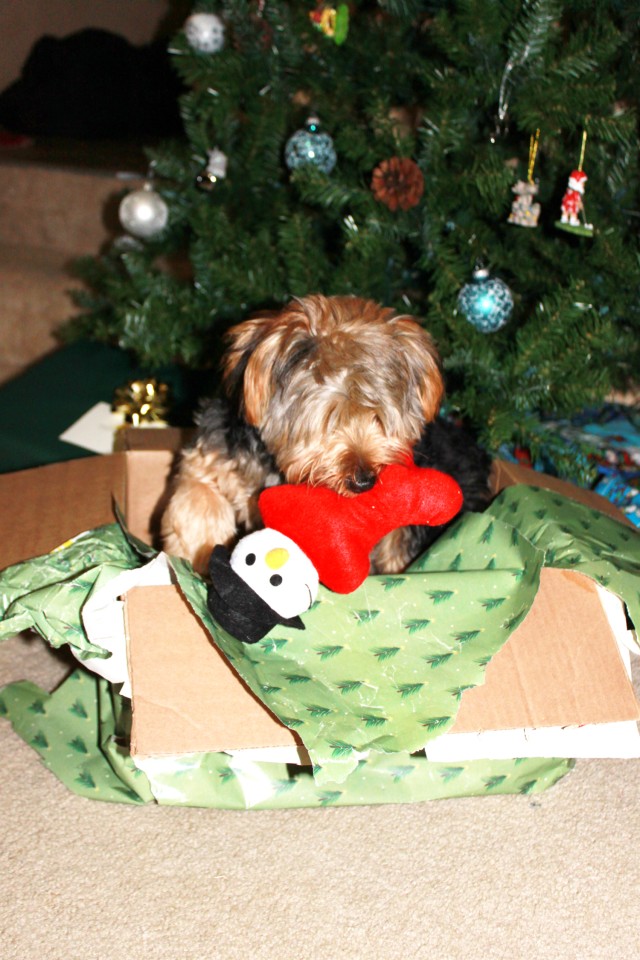 Vets caution against pets as holiday presents