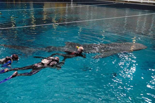 Wounded warriors swim with sharks