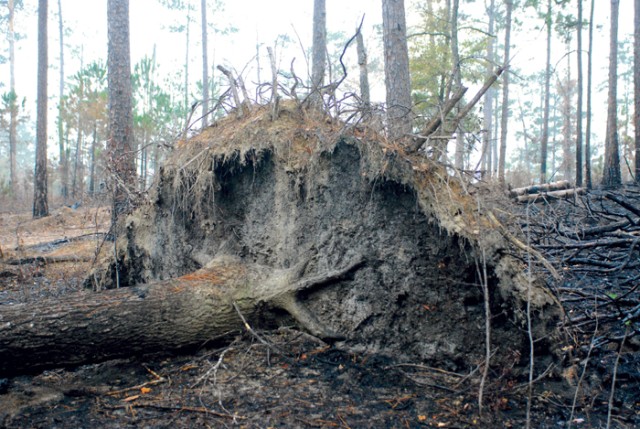 Uprooted pines