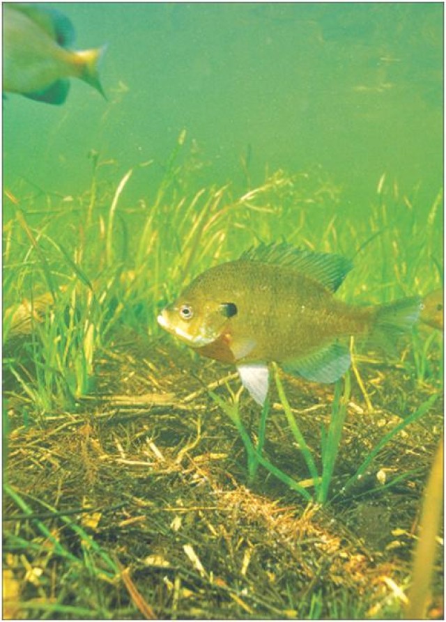 Bluegills monitor treated groundwater