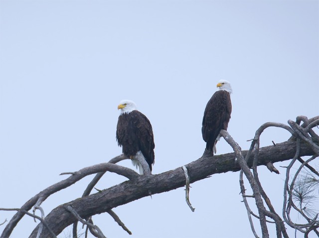 Eagles at Eastman Lake