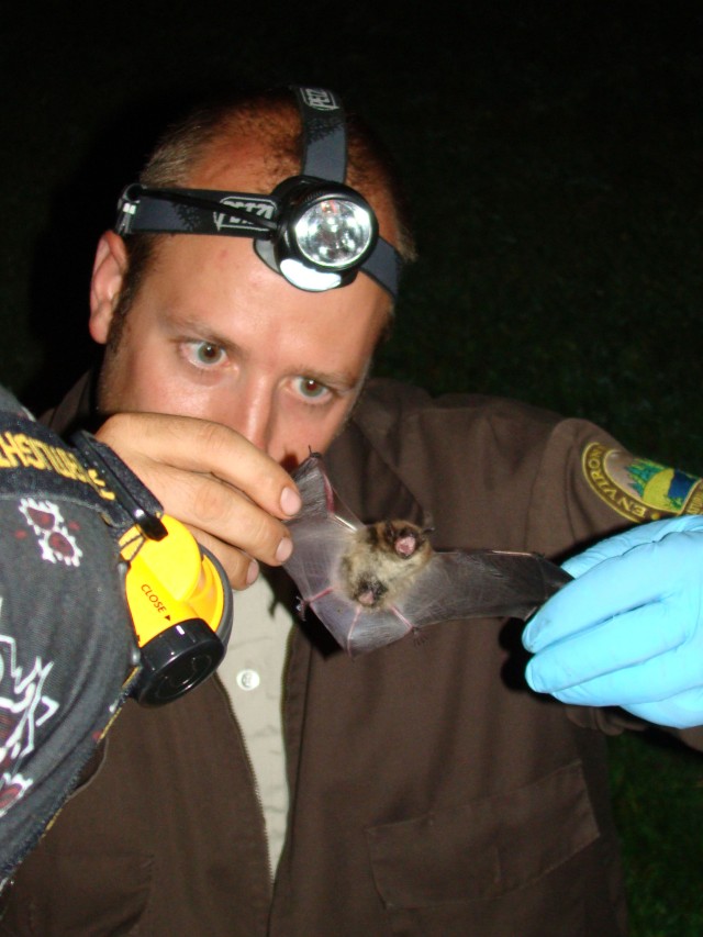 Little Brown Bat