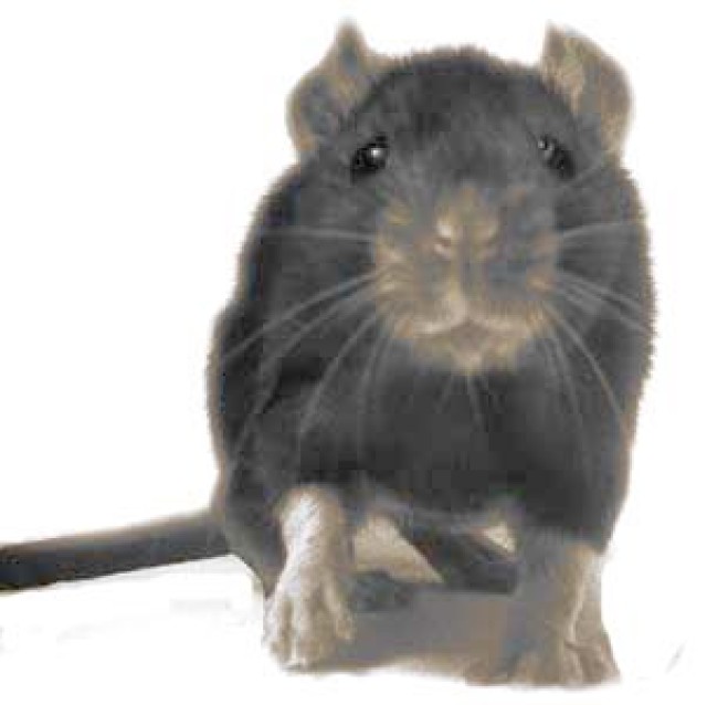 Prevent, manage rodent activity