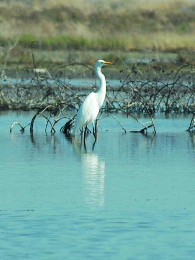 Hamilton Wetlands - Wildlife