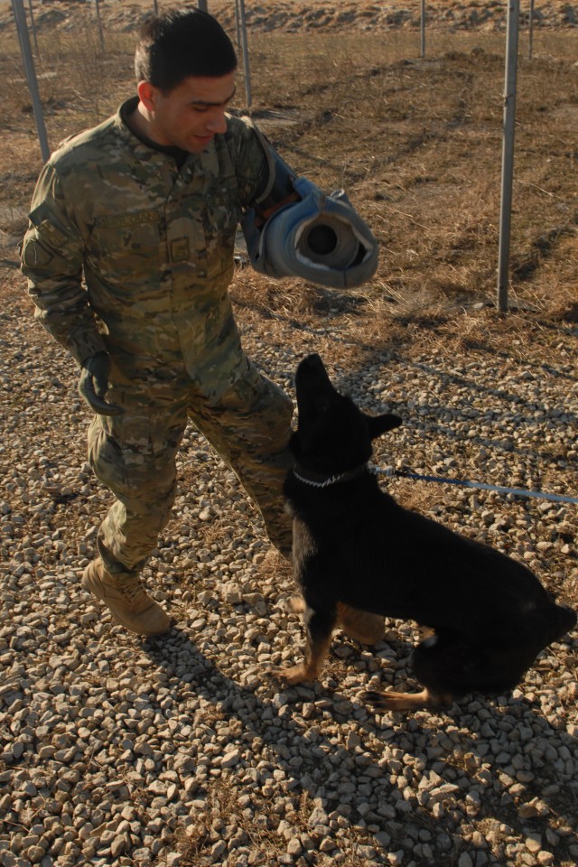 Working dog teams bring new resource to Georgian troops