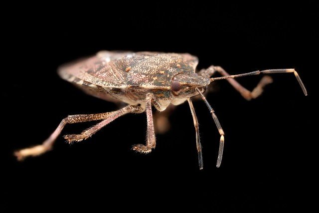 brown marmorated stink bug