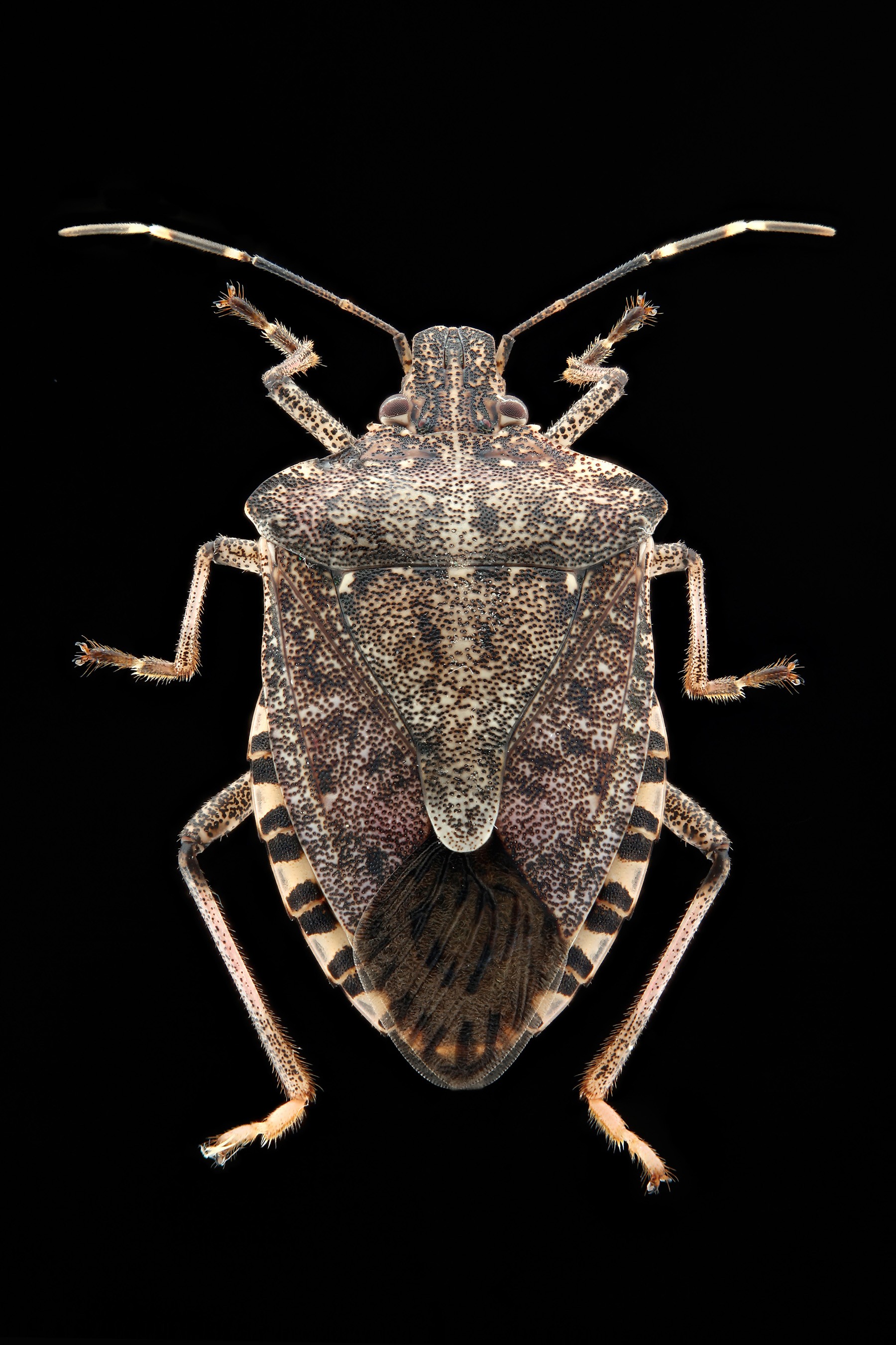 Stink bug returns: Entomologists predict bug population will surge this ...