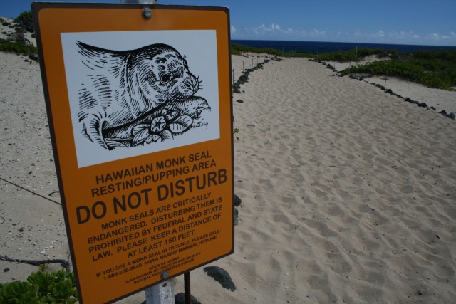Kaena Point: Off-roading threatens fragile ecosystem