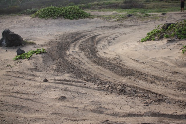 Kaena Point: Off-roading threatens fragile ecosystem