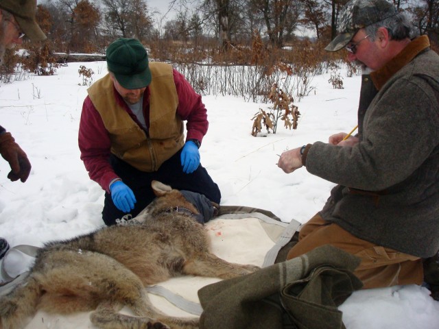 Telemetry monitoring at Fort McCoy provides data to help manage wolves