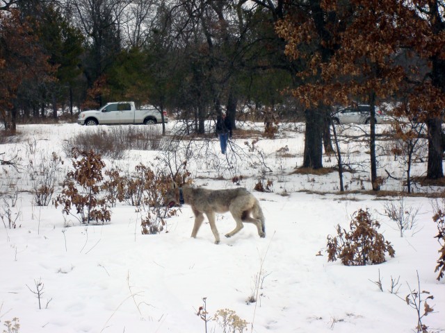 Telemetry monitoring at Fort McCoy provides data to help manage wolves