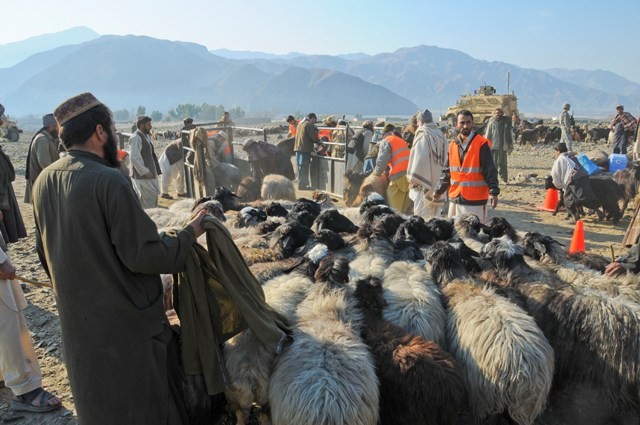 Herding sheep in Kunar