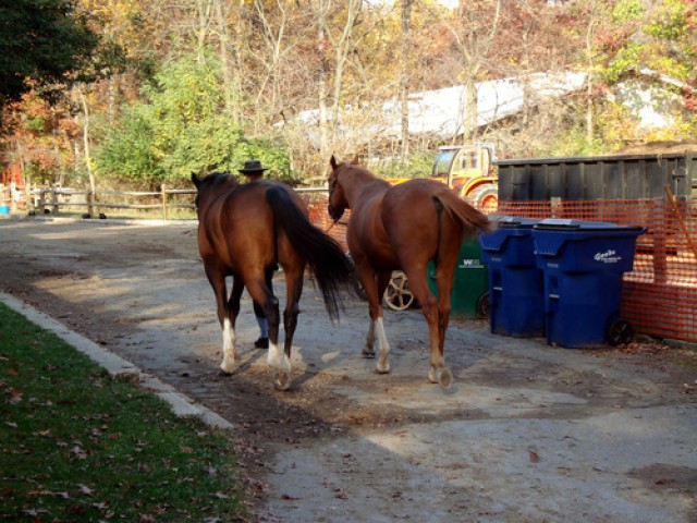 Horses at Rock Creek