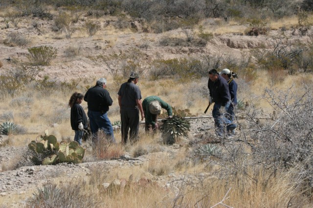 Harvesting agave on Fort Bliss, Texas