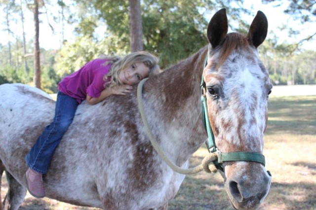 horse pic