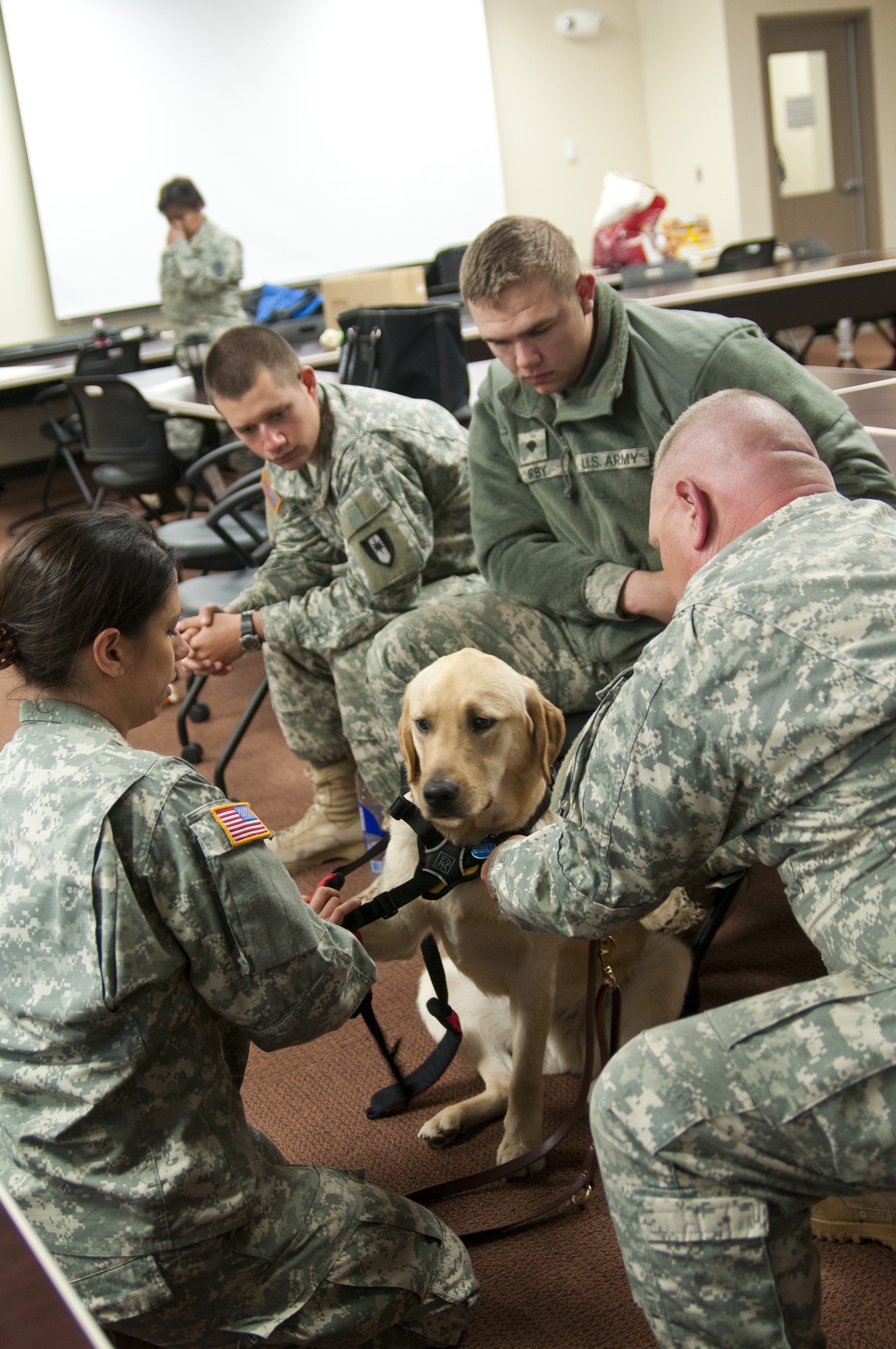 why do military dogs outrank their handlers