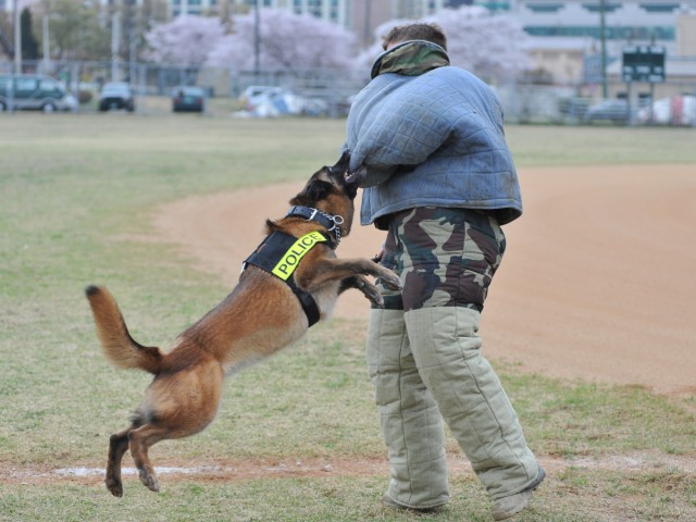 Military Working Dogs put teeth into demonstration