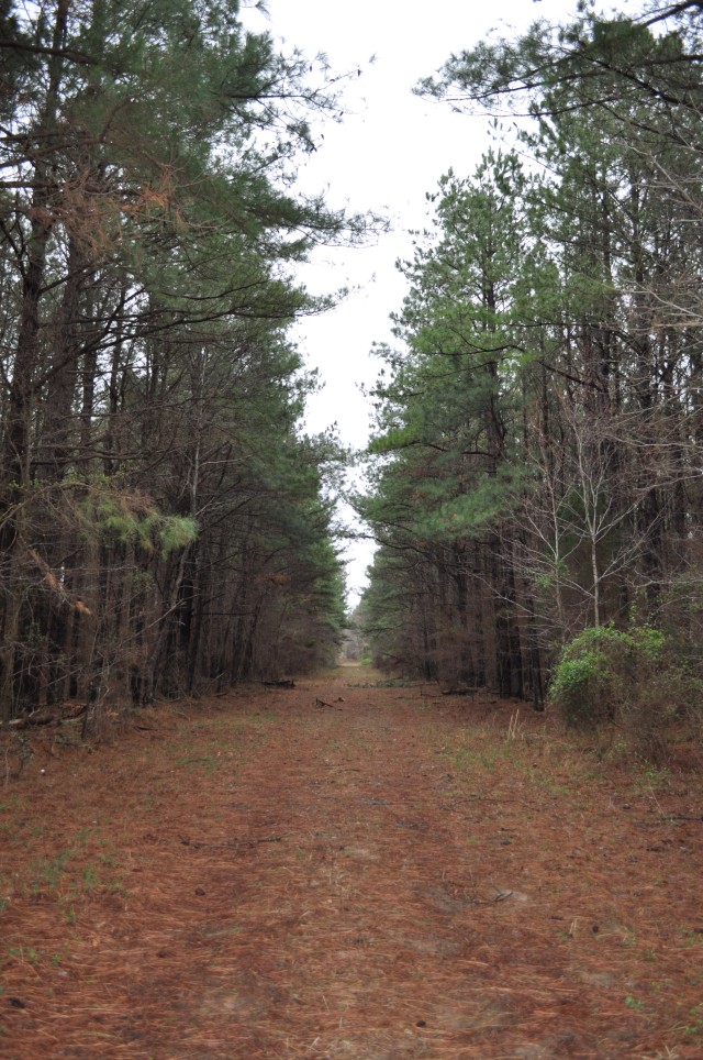 Pine-Carpeted Path
