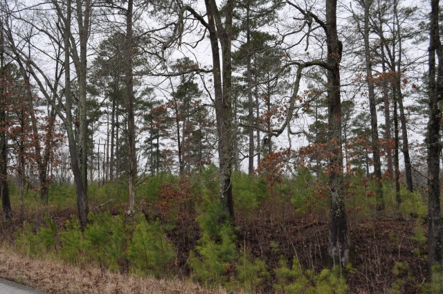 New Pine Growth