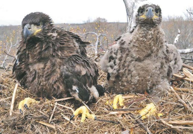 APG, partners rescue eagle chick