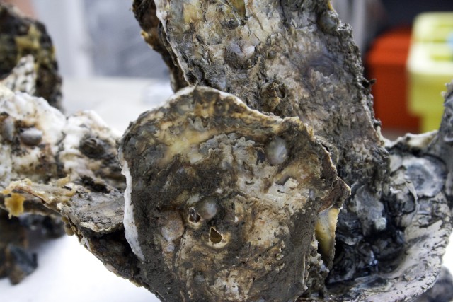 Oyster in Lynnhaven