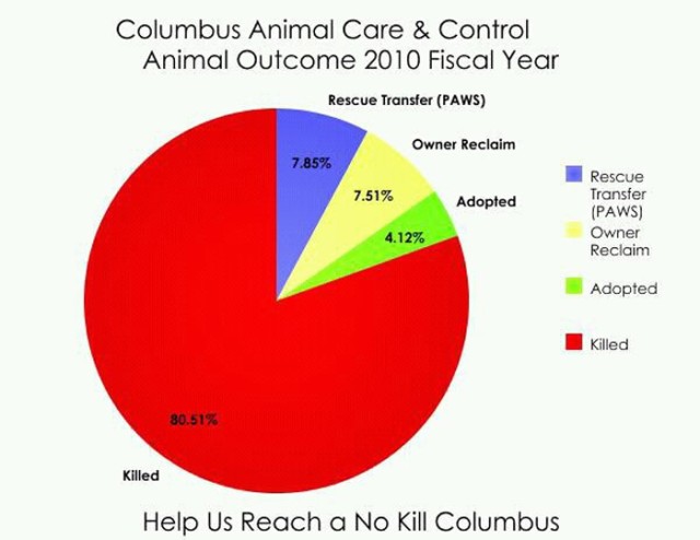 Animal outcome