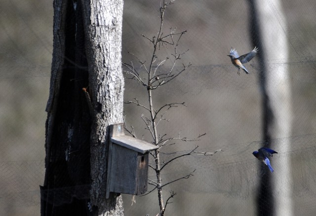 birds 2
