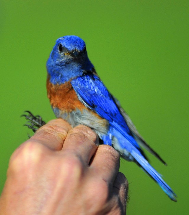 birds 3