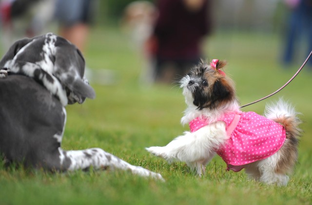 Dogs 6
