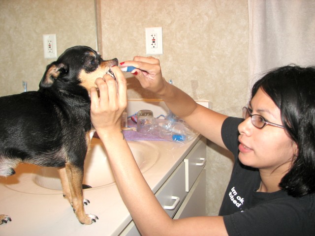 Oral hygiene equally important for pets as it is for people