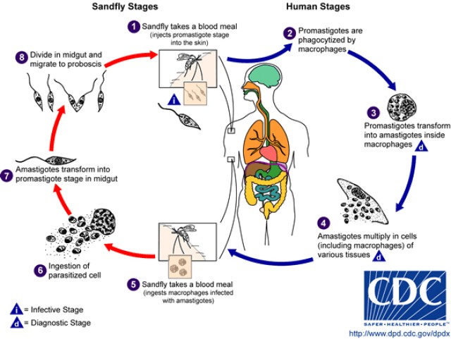 Leishmania life cycle