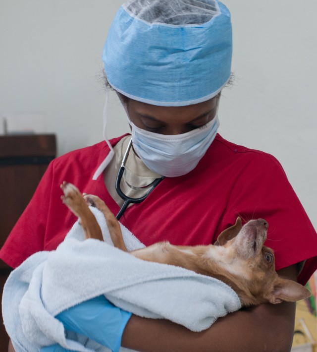 Army Reserve civil affairs soldiers extend helping hands to furry friends