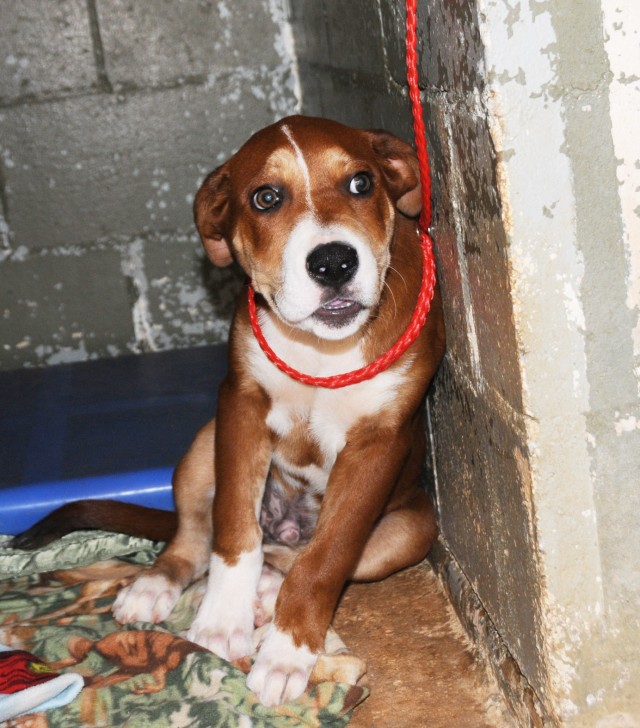 Owners must help pets beat the heat