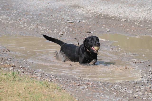 Iiken, a 5-year-old Labrador retriever specialized search dog, cools off in a mud puddle after completing his military working dog explosives detection certification June 9. Iiken and his handler, Sgt. Patrick Pfiester, are preparing for a deployment...