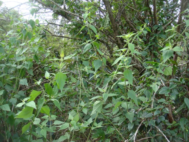 Hawaii confronts invasive superweed in Kahukus